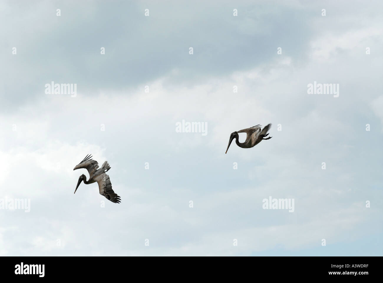 Rasta bird hi-res stock photography and images - Alamy