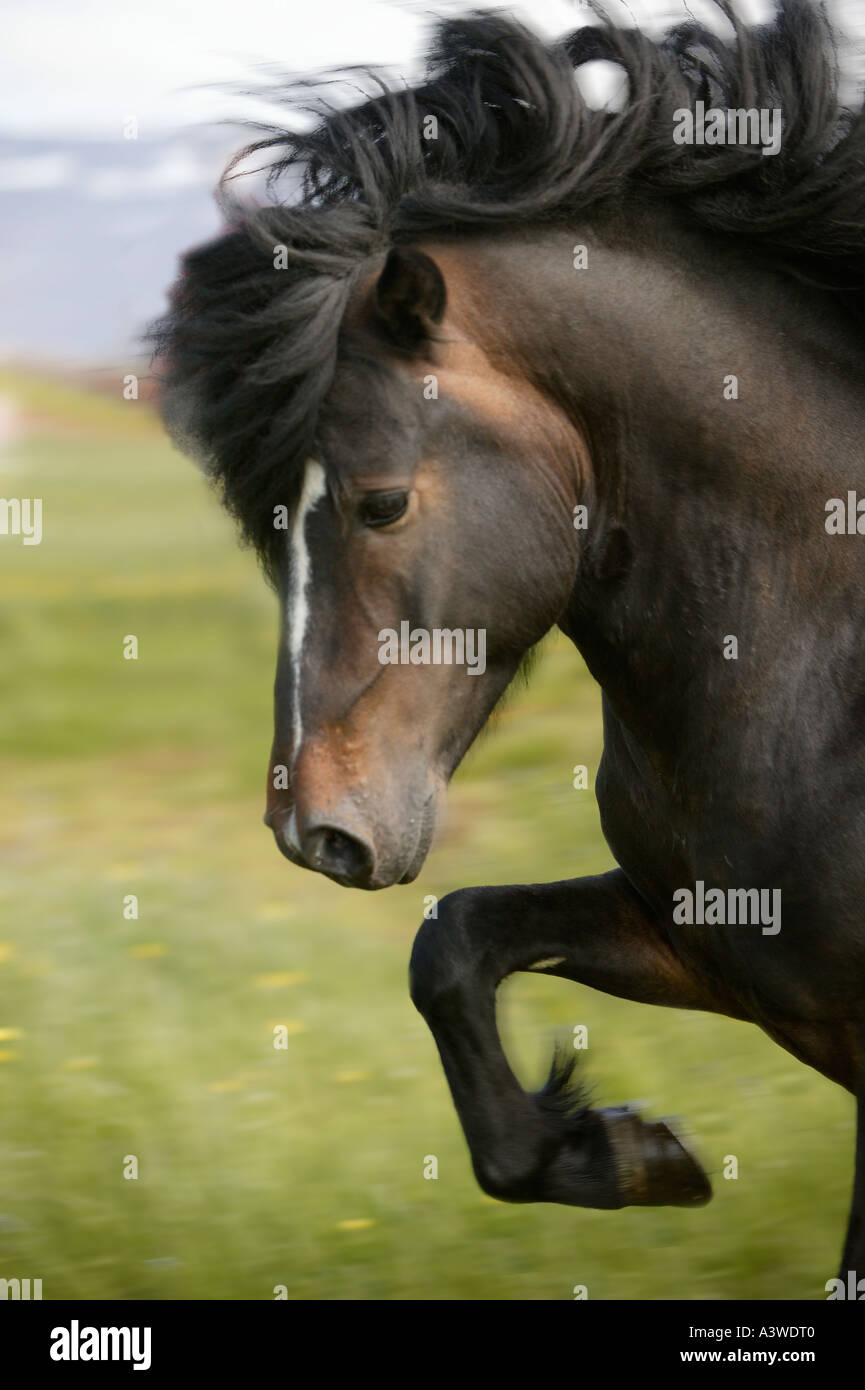 Prancing Horse Black Stock Photos Prancing Horse Black Stock