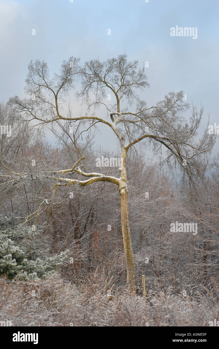 Snow covered tree delicate winter scenic, color landscape photography Stock Photo