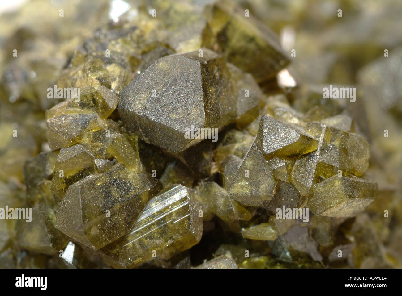 Mineral Epidote, Olive crystals on epidote matrix, Pinos Altos Mine, Baja, California, Mexico Stock Photo