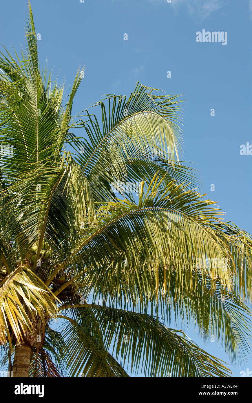 Coconut tree Negril Jamaica Stock Photo Alamy