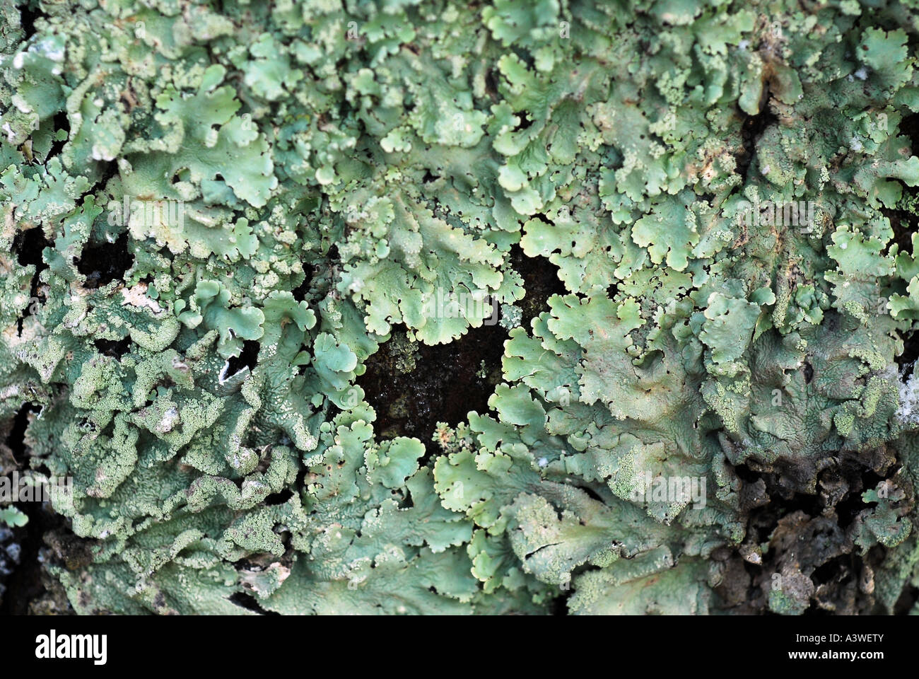 Growing on tree hi-res stock photography and images - Alamy