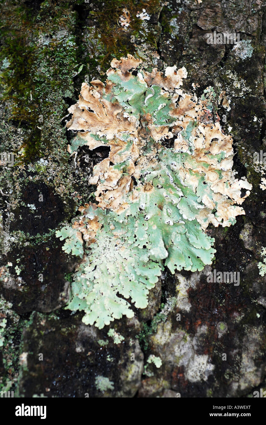 lichen growing on tree Stock Photo
