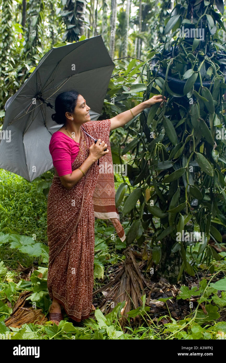 Vanilla farmers harvesting Fairtrade vanilla which they sell to ice