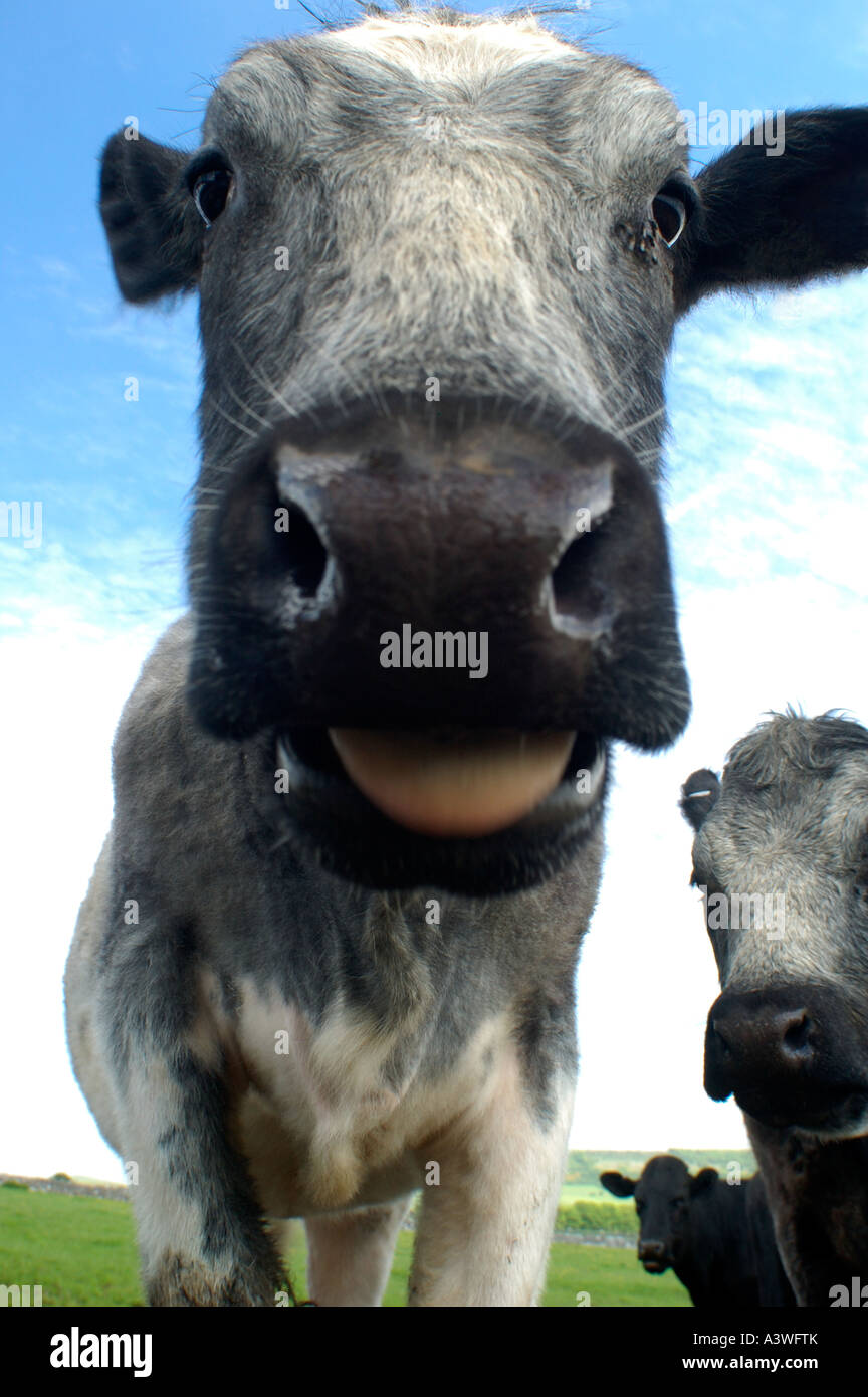 Close up of nose of Cattle Peak Districk Derbyshire United Kingdom Stock Photo