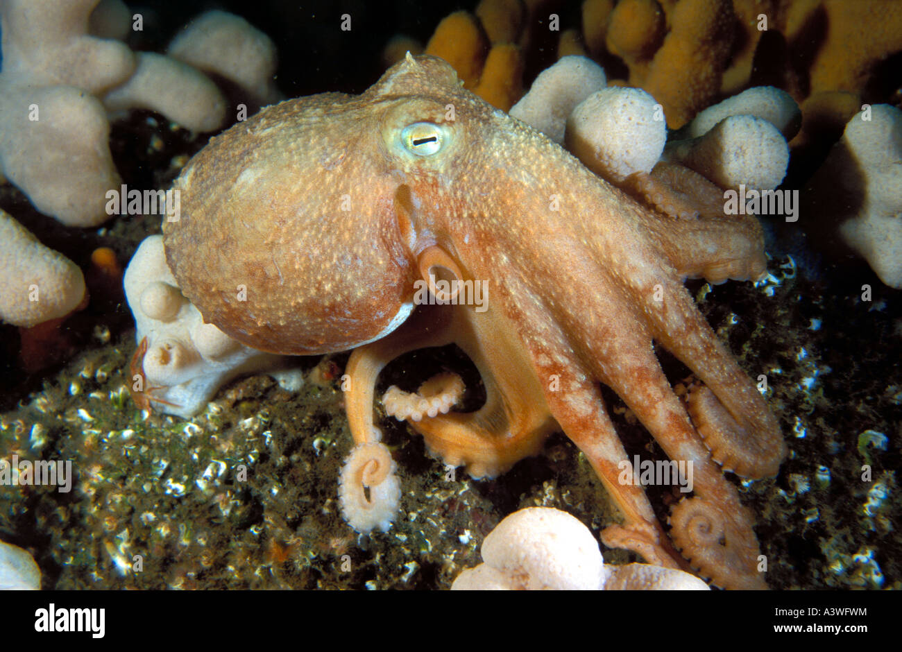 Curled octopus Eledone cirrhosa Farne Islands United Kingdom Stock Photo