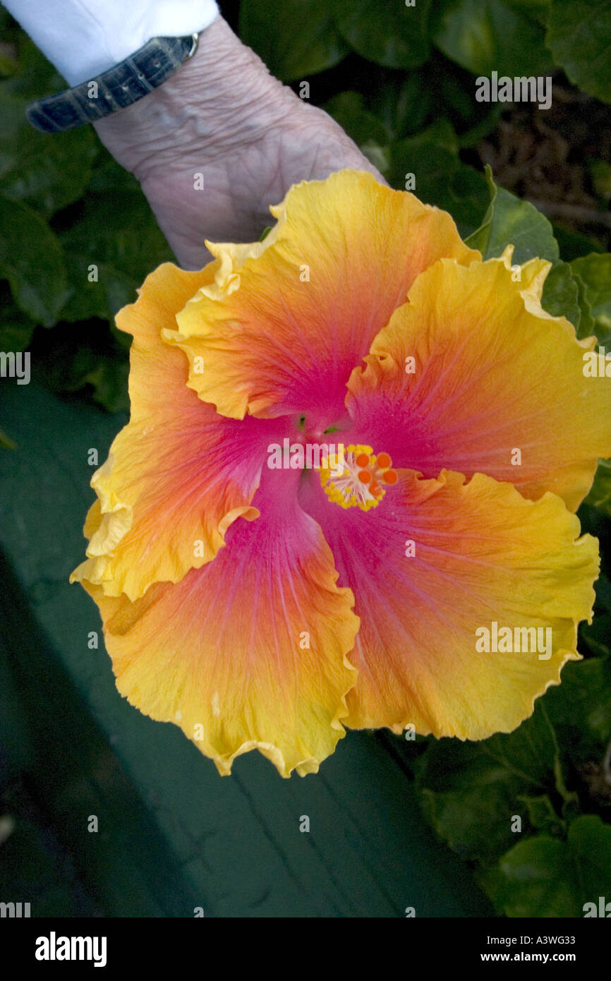 Hibiscus in bloom at Orange Blossom Groves produce shop. Seminole Florida USA Stock Photo Alamy