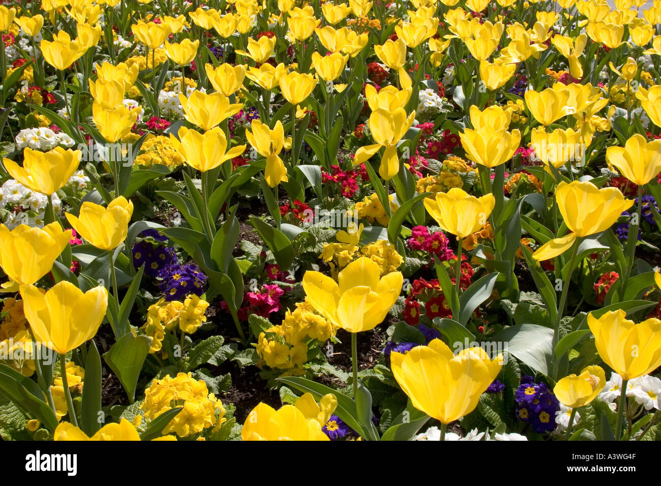 Tulip Yellow Purissima and Primula Crescendo mix Stock Photo