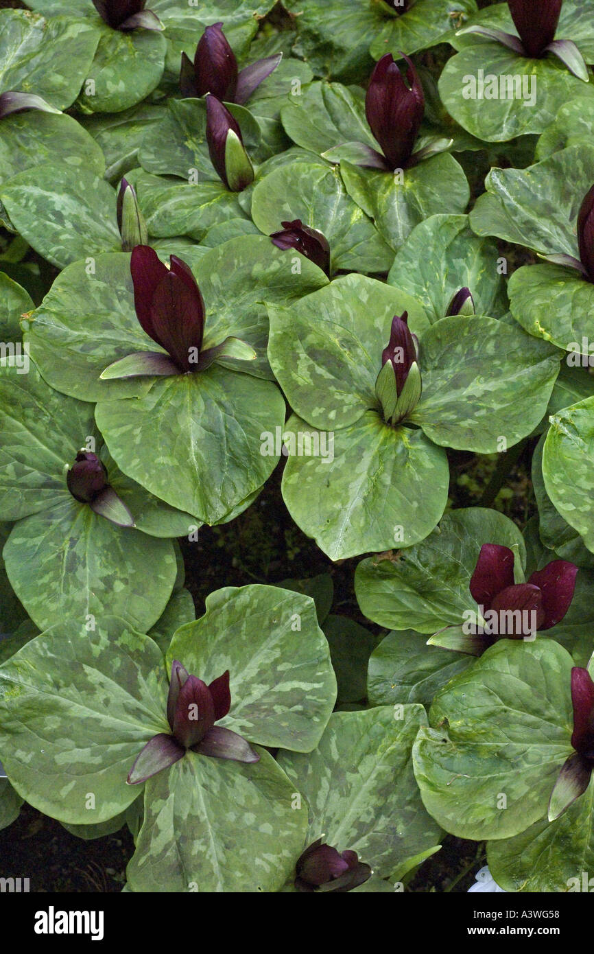 Trillium sessile Stock Photo