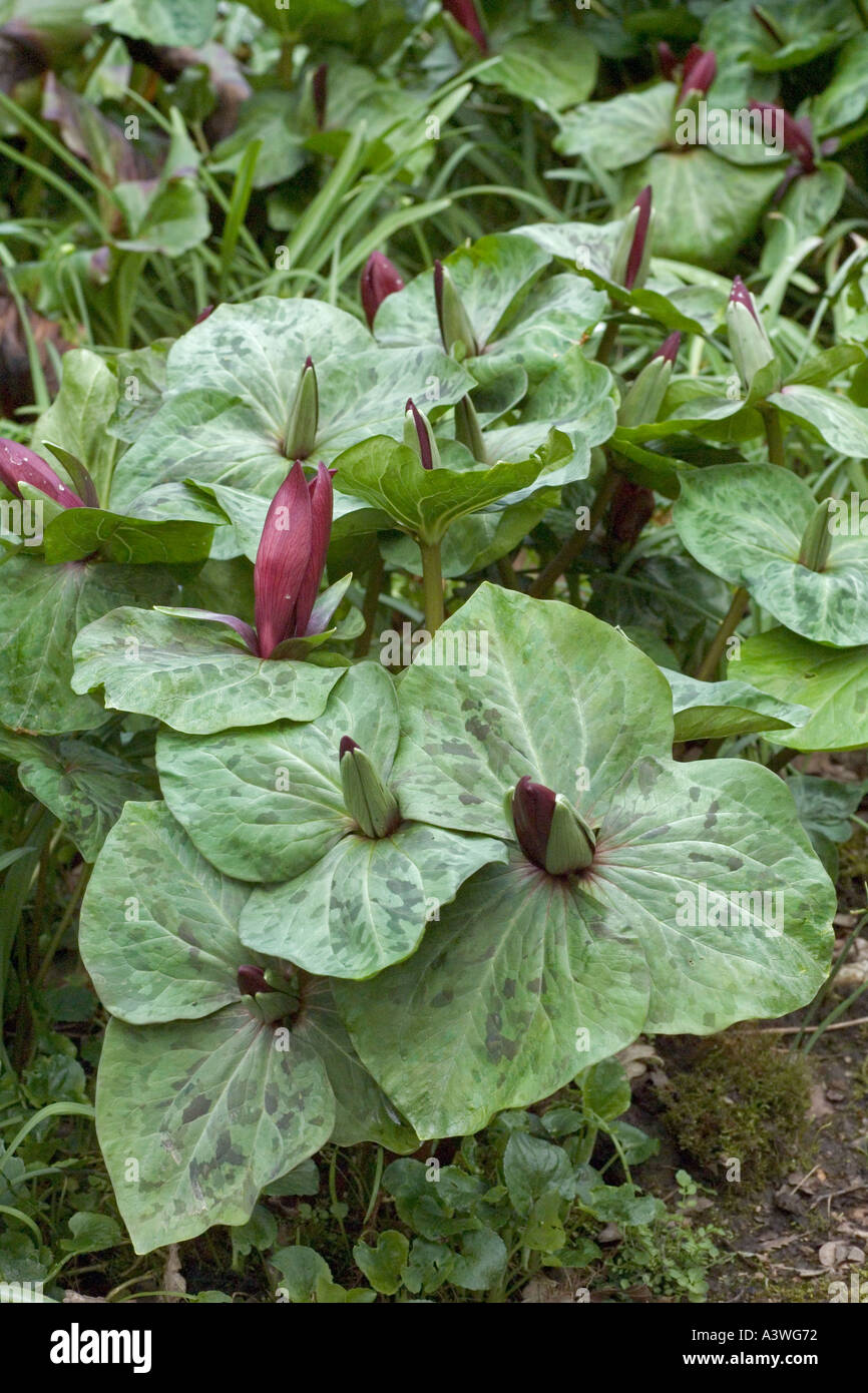 Trillium sessile rubrum Stock Photo
