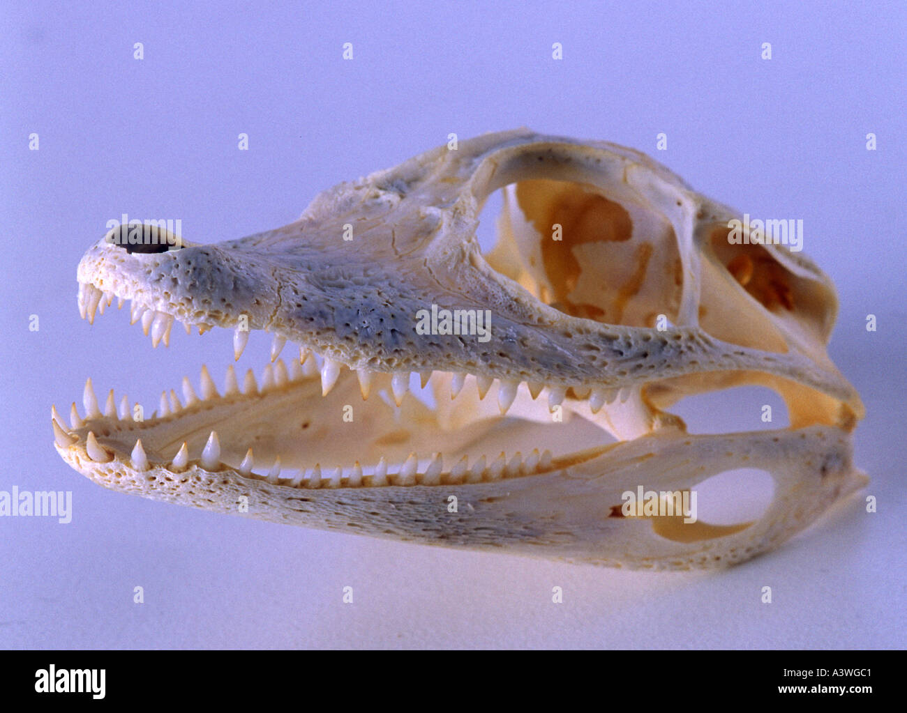 Skull of Spectacled Caiman caiman crocodilus Stock Photo Alamy
