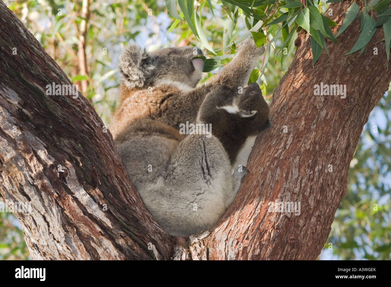 Australian Koala Bear feeding with baby Stock Photo Alamy