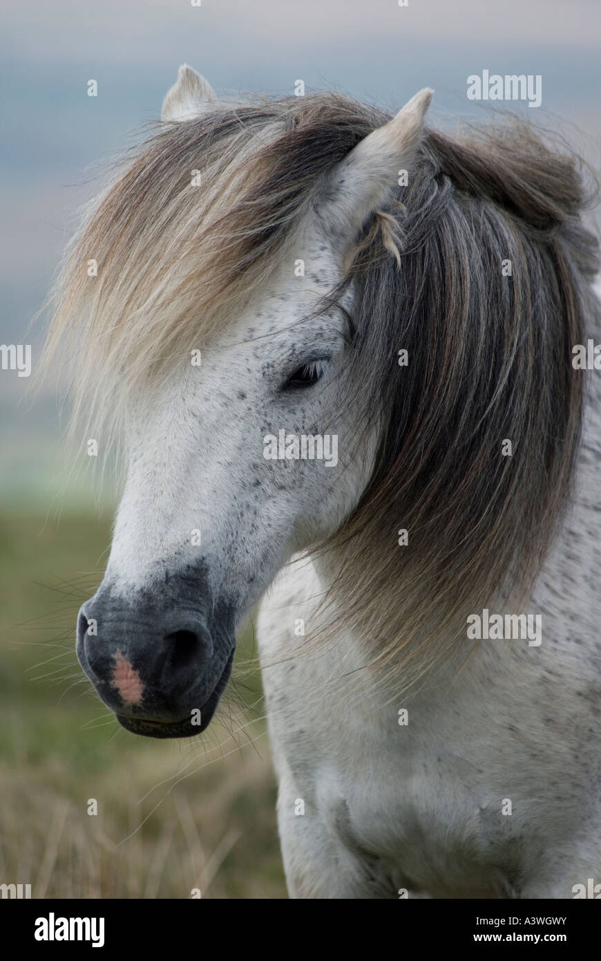 Grey pony hires stock photography and images Alamy