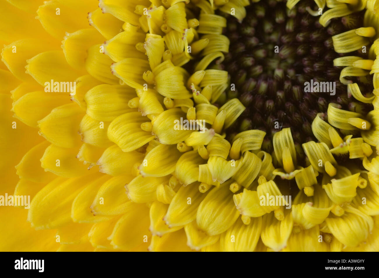 Close up of centre of yellow Gerbera flower Stock Photo