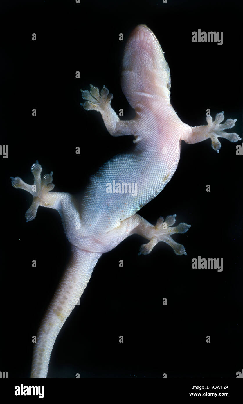 Gecko climbing hires stock photography and images Alamy