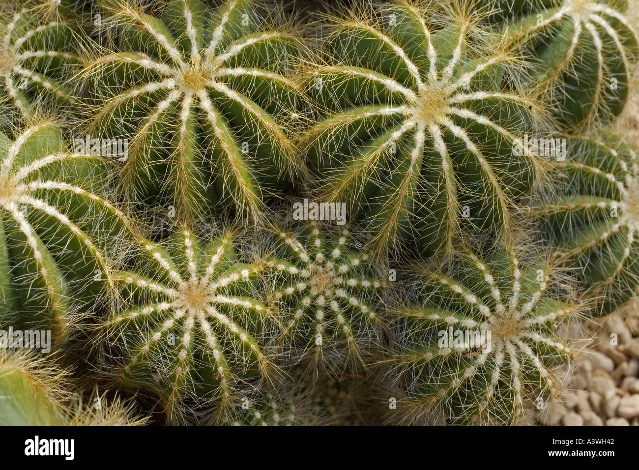 Cactus: Notocactus magnificus Stock Photo