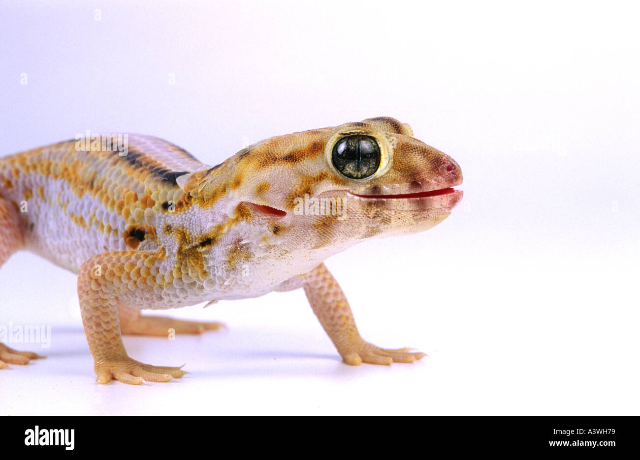 Gecko teratoscincus scincus China Stock Photo
