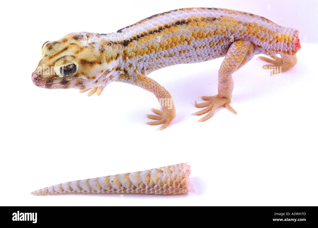 Gecko teratoscincus scincus China with autotomized tail Stock Photo