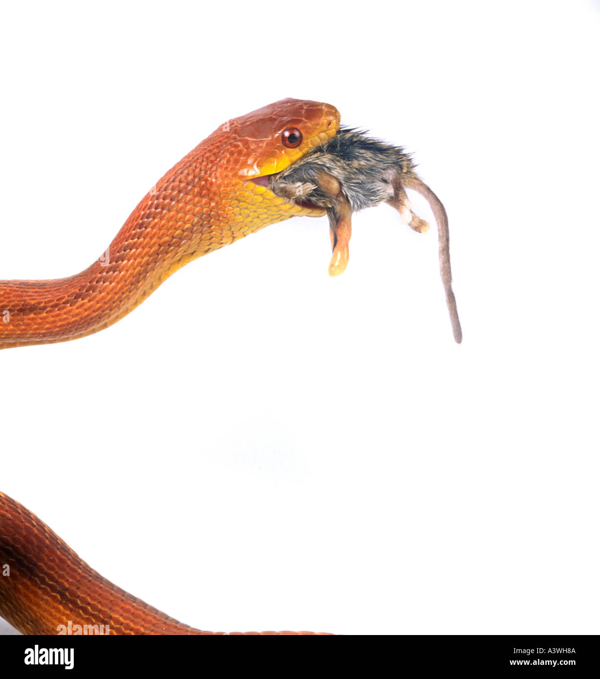 Yellow rat snake Elaphe obsoletta quadrivittata eating a rat Stock