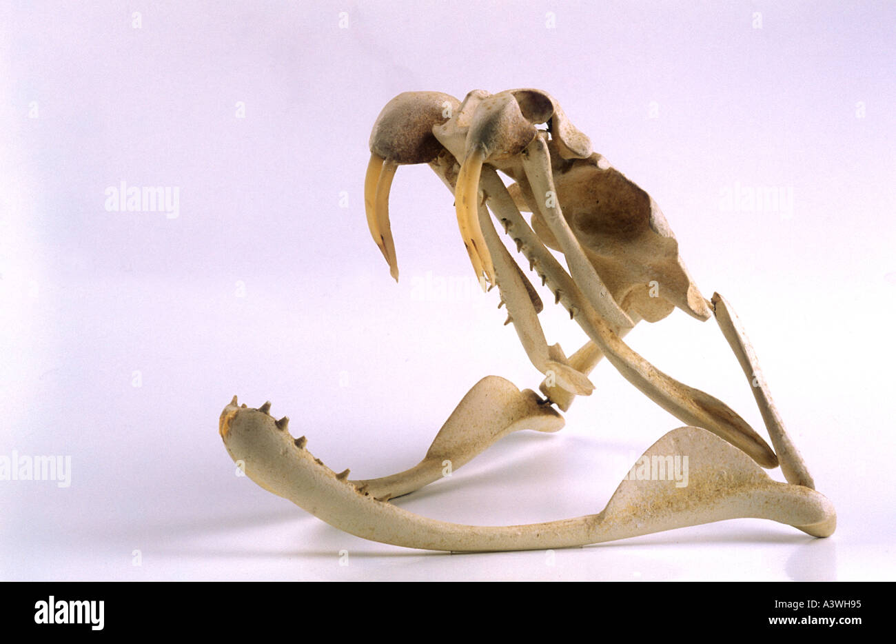 Skull Rattler North American Praire rattler crotalus viridis skull Stock Photo - Alamy