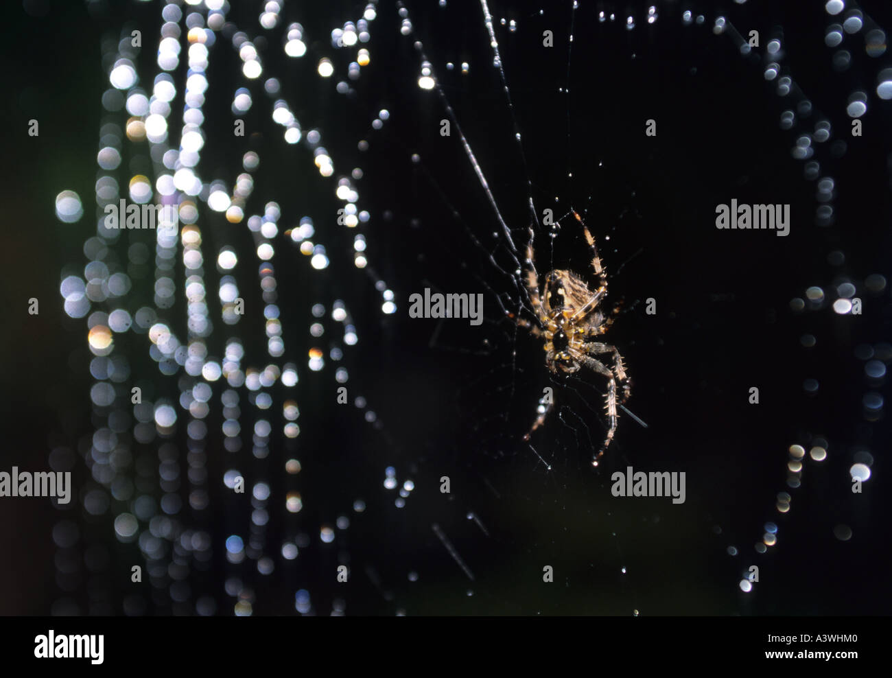 Garden Spider On Its Web(Araneus diadematus Stock Photo - Alamy