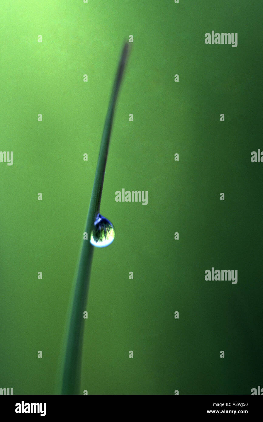 Dew Drop On Blade Of Grass Stock Photo - Alamy