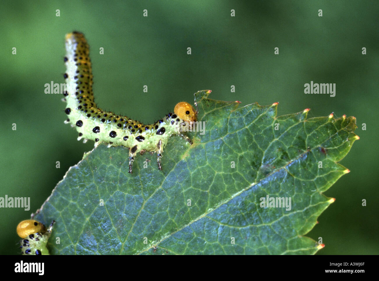 Rose sawfly larva eating a rose leaf Stock Photo Alamy