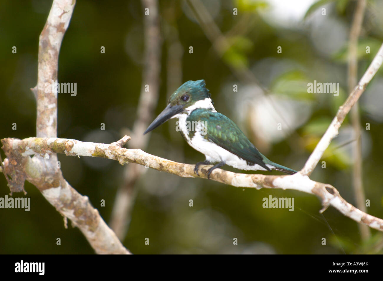 Female Amazon Kingfisher (Chloroceryle amazona) Perched in Tree, Costa Rica Stock Photo