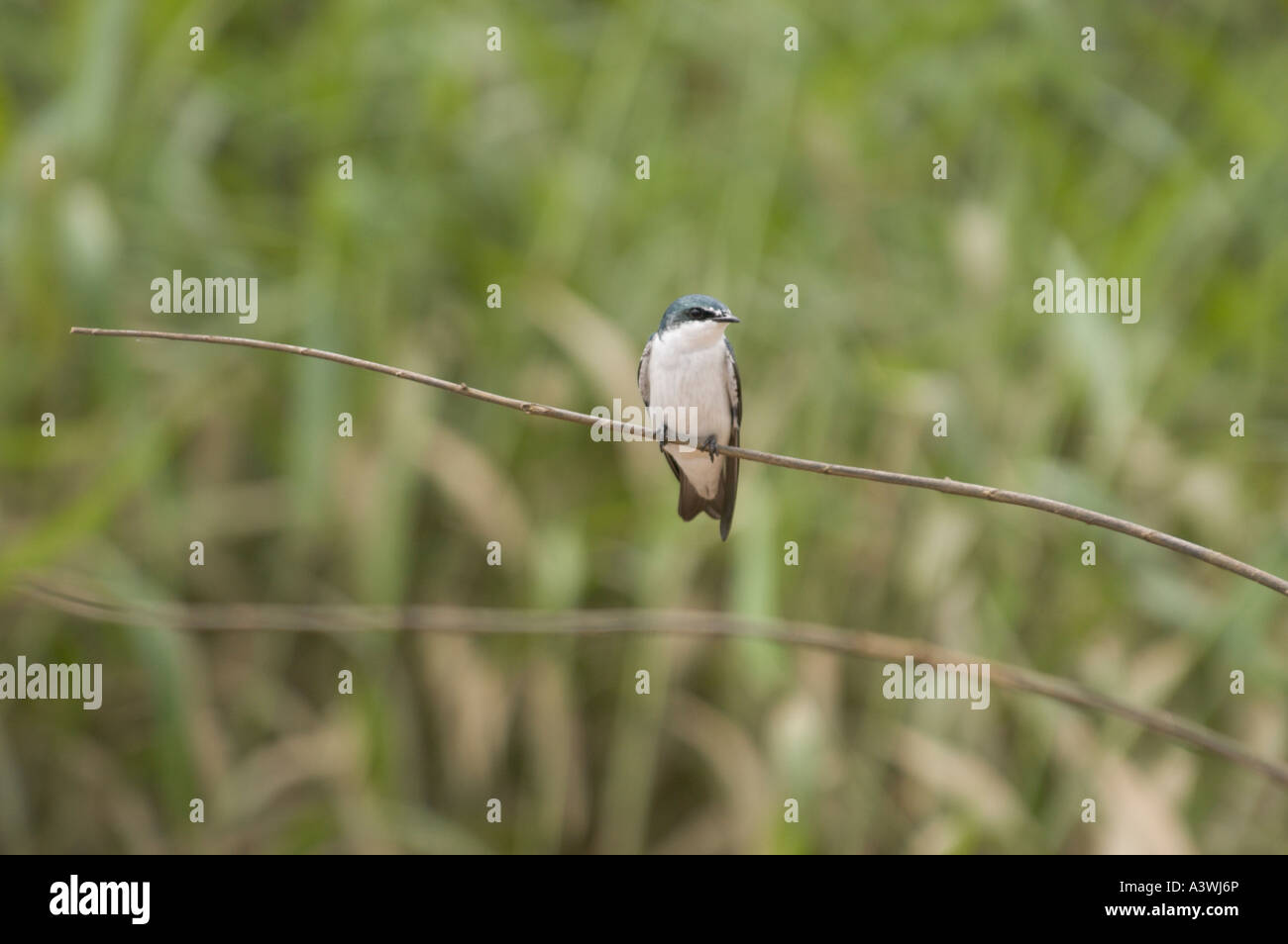 Mangrove Swallow (Tachycineta albilinea ) on twig Stock Photo