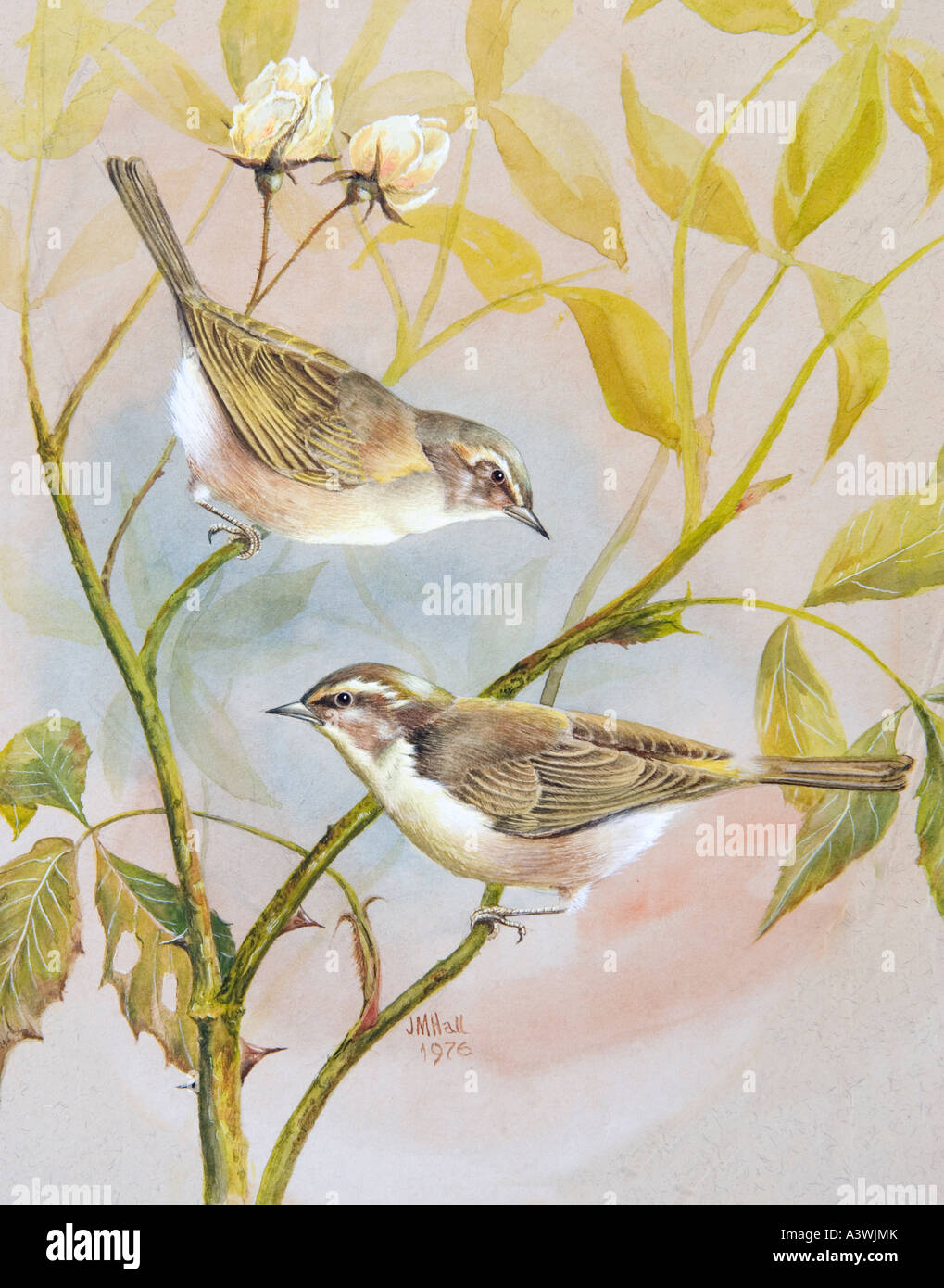 Chiff chaffs hi-res stock photography and images - Alamy
