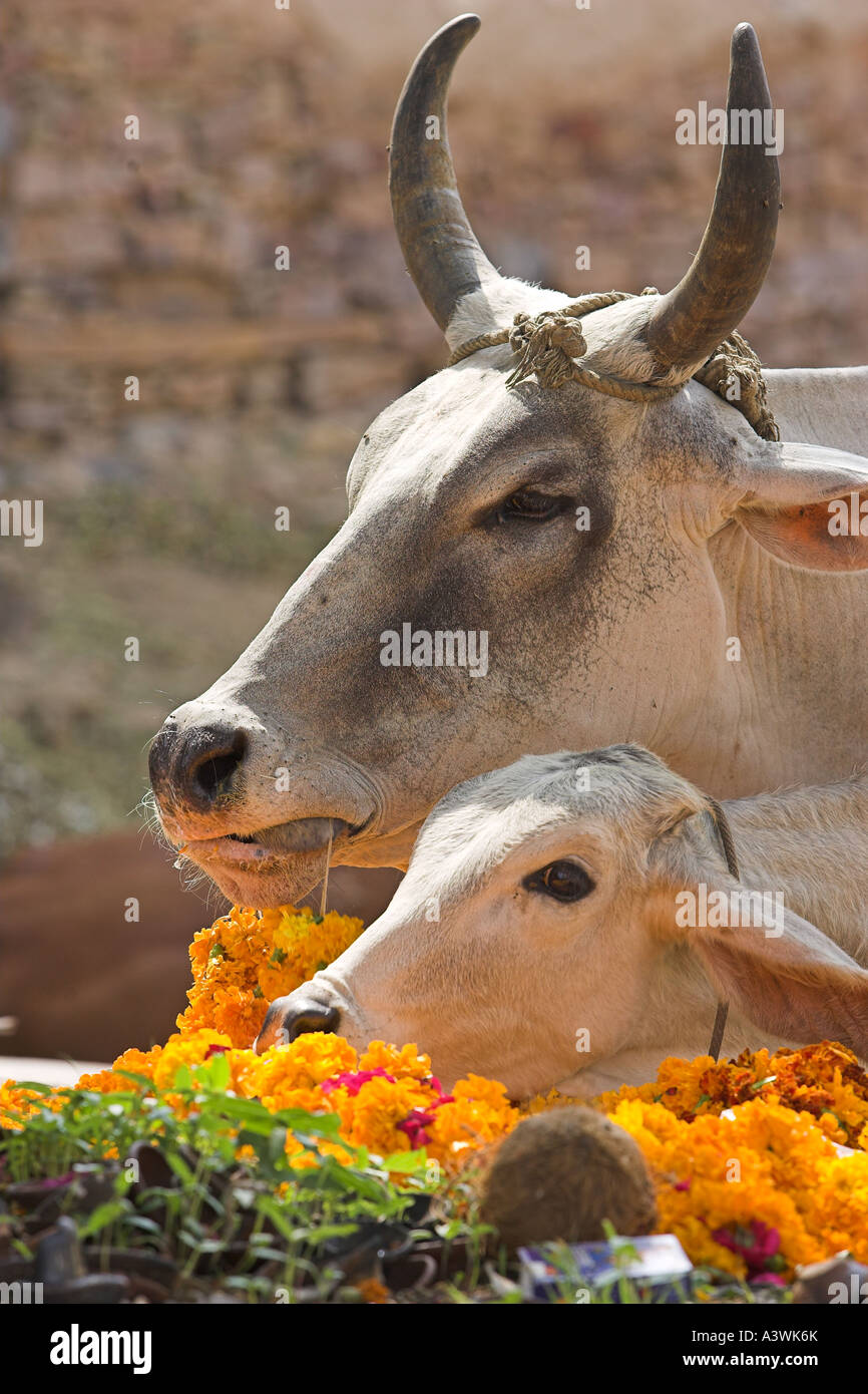 Cows eating flowers. India Stock Photo Alamy