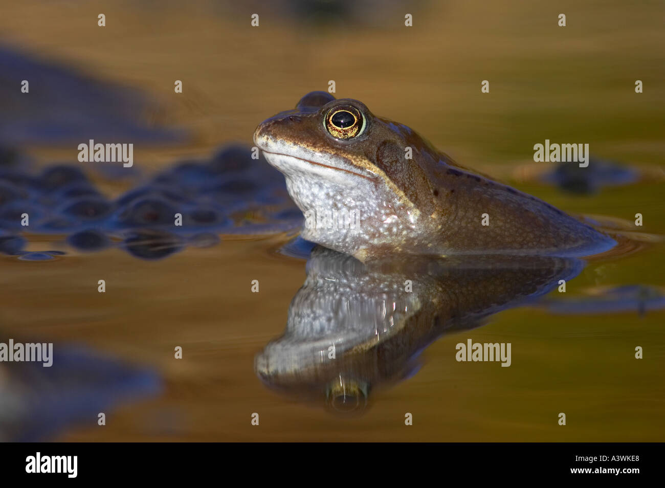 Common Frog, Rana temporaria Stock Photo Alamy