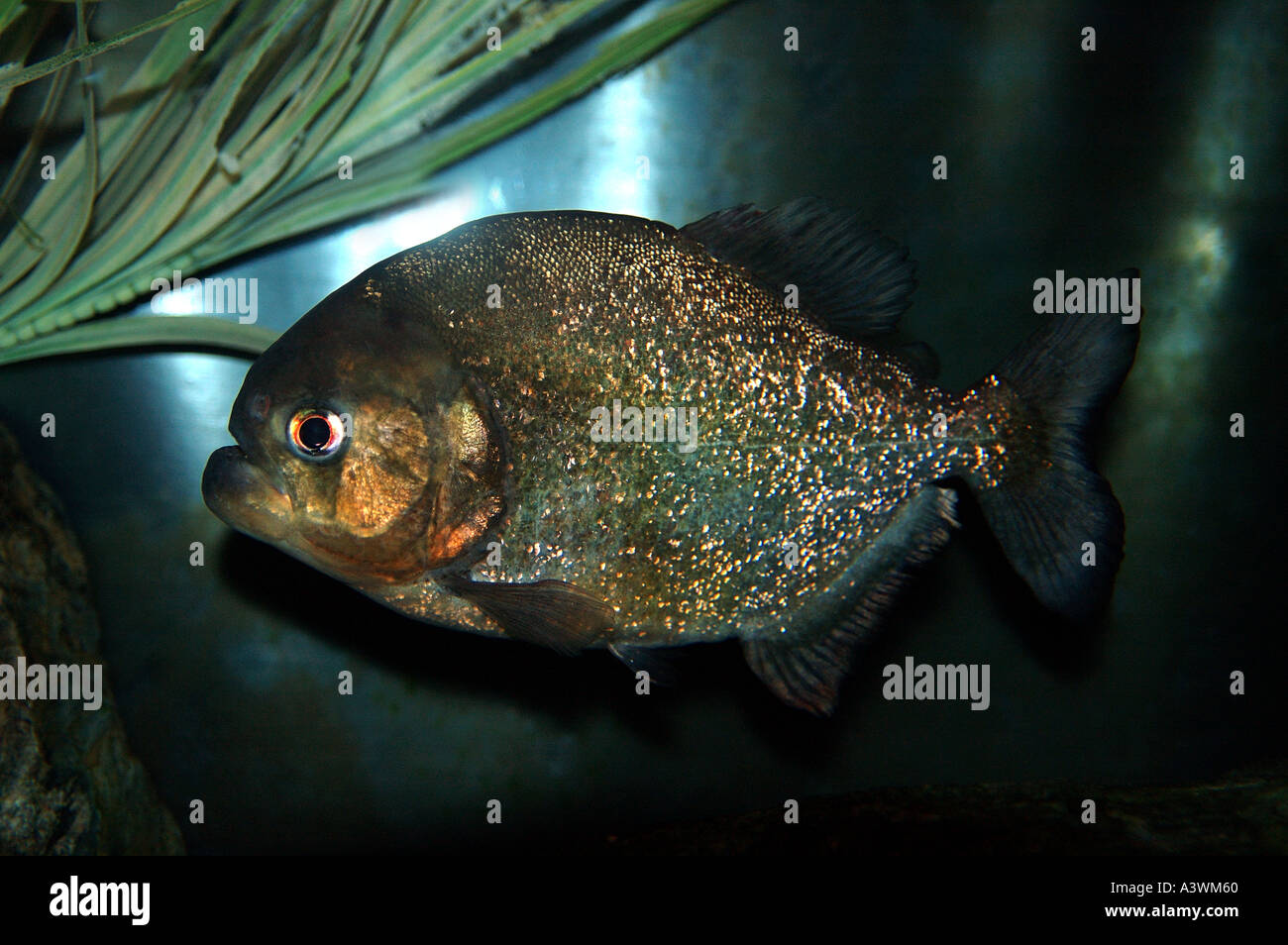 Piranha Naturalisé Vintage – Spécimen De Serrasalmus Nattereri Monté Sur Support – Collection Curiosité