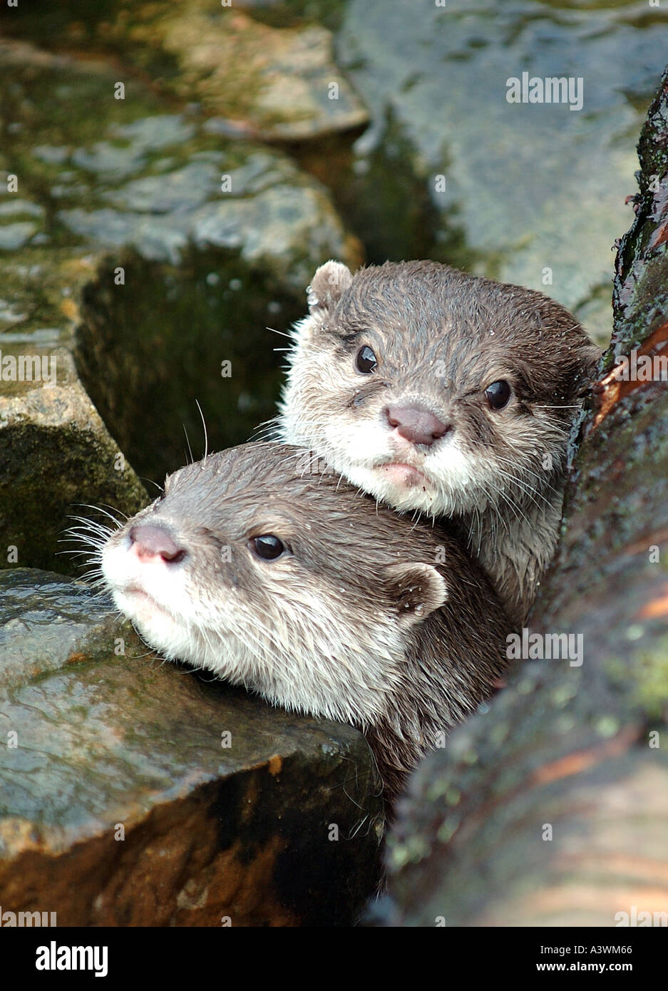 Oriental small clawed otter aonyx cinerea s e asia Stock Photo