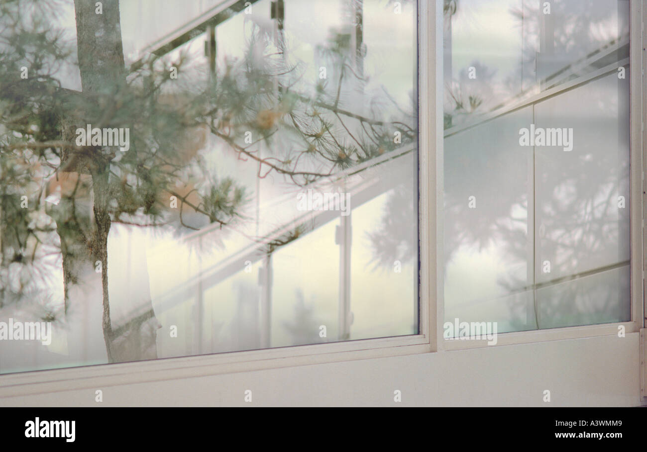 Poetic reflection of fir tree in window, Paris, France Stock Photo Alamy
