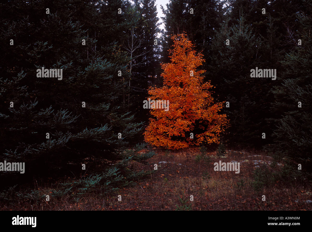 Pictured Rocks Michigan Fall Fall color, Pictured Rocks National Lakeshore, Michigan Stock Photo - Alamy