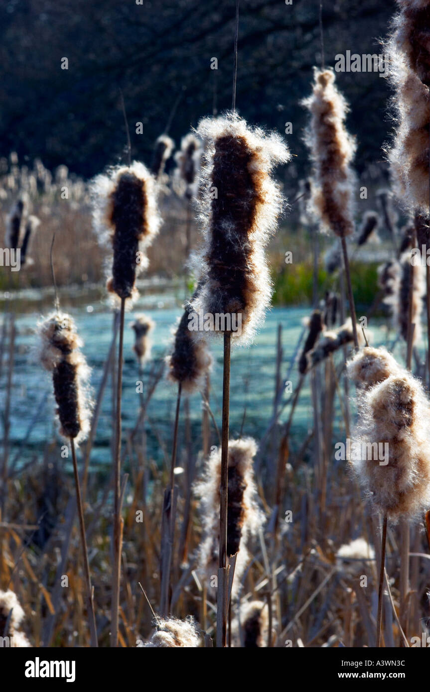 Bulrush Fluff Pictures Of Bulrushes