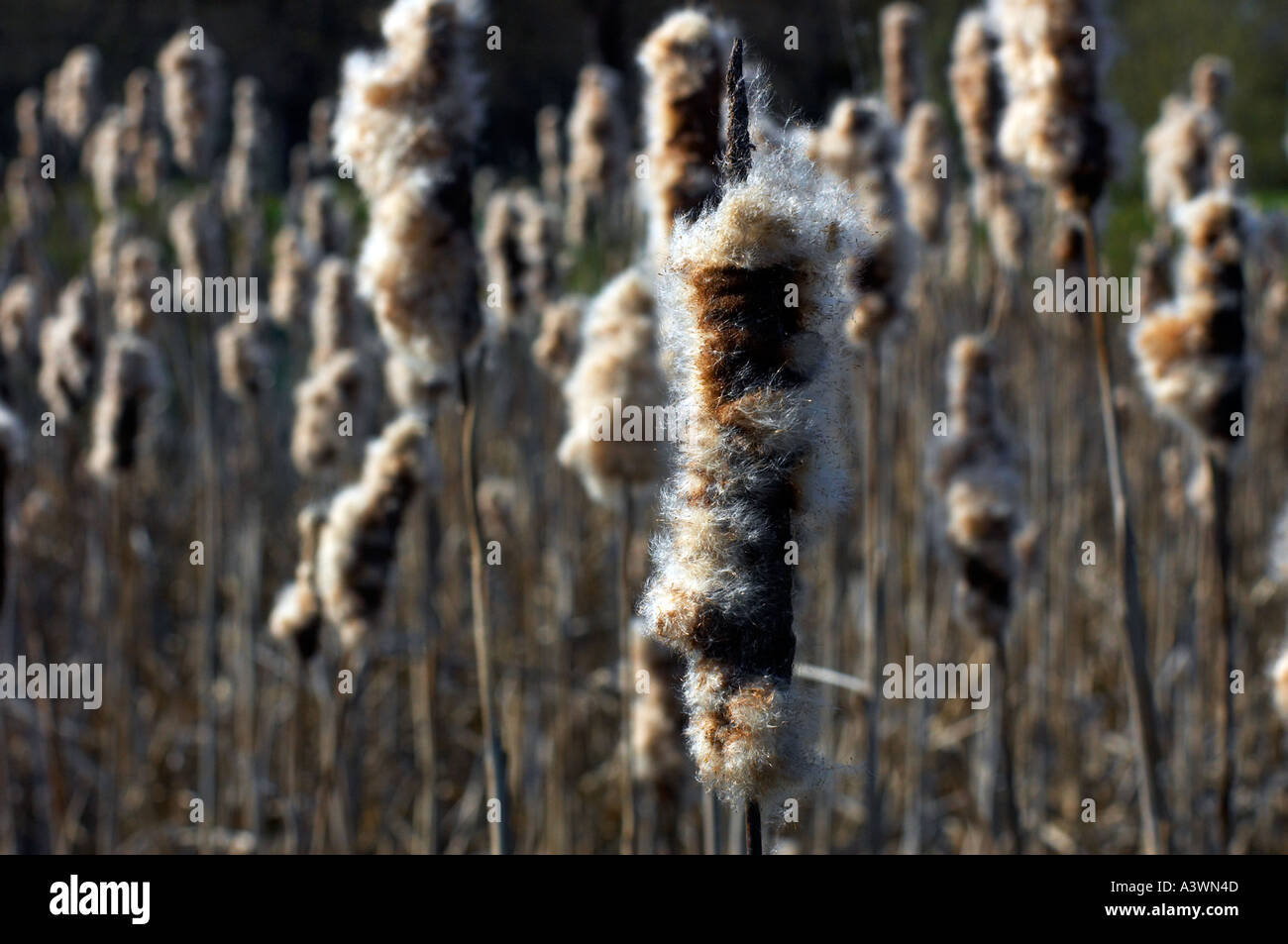 Bulrushes aka Great Reedmace Typha latifolia in Epping Forest Stock Photo