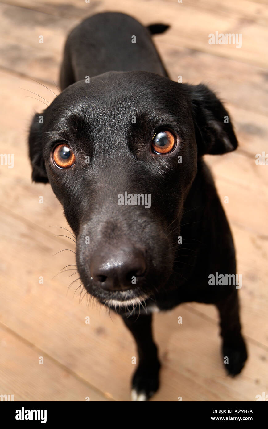 Black labrador head hi-res stock photography and images - Alamy