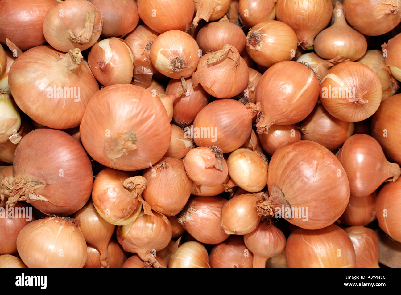 Onions Stock Photo