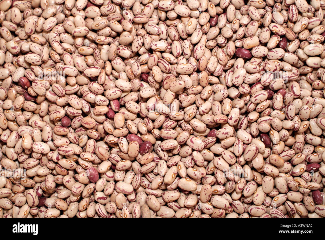 Pinto Beans or Mottled Bean, Part of the Phaseolus Vulgaris Family of