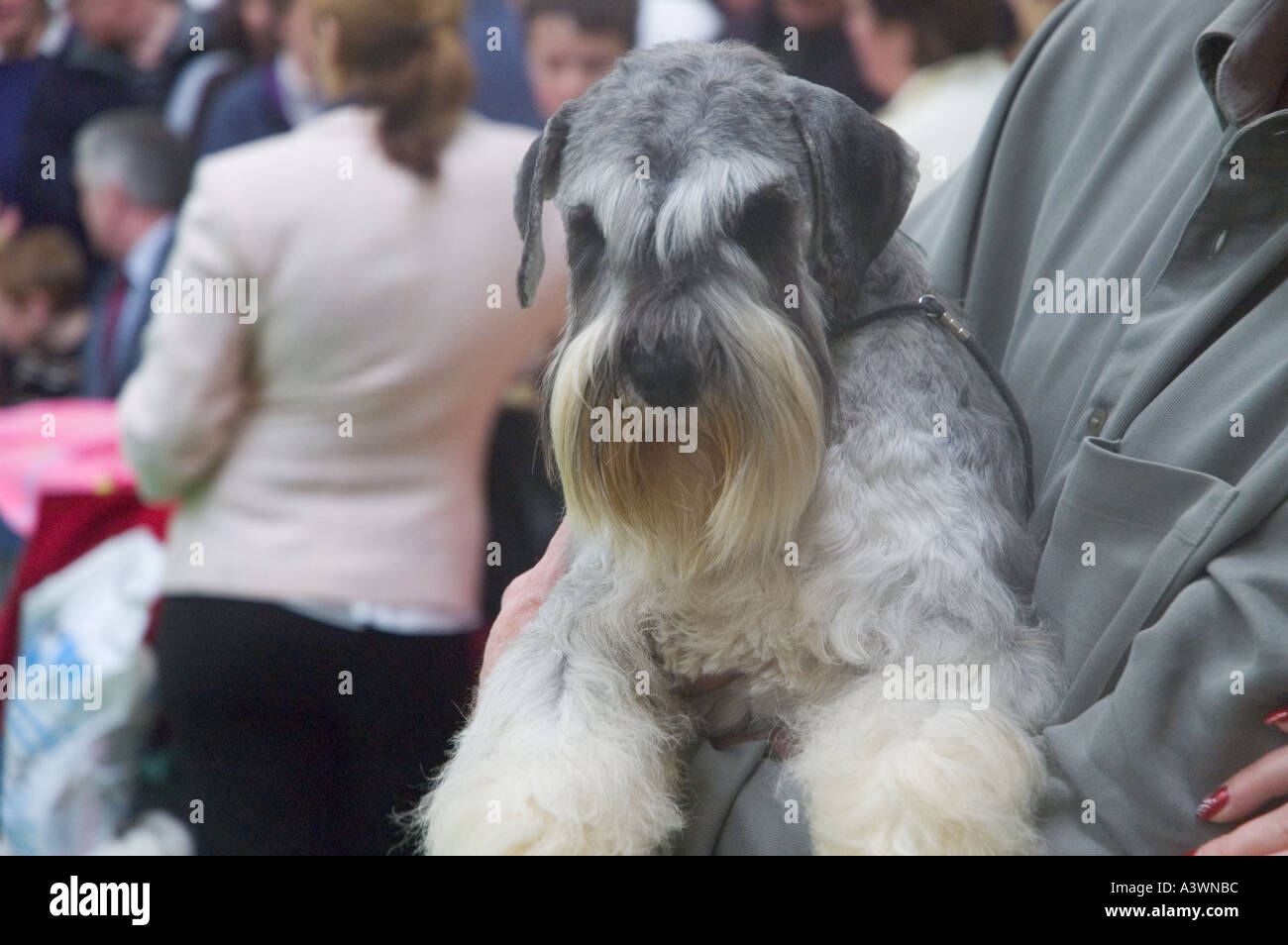 irish kennel club miniature schnauzer