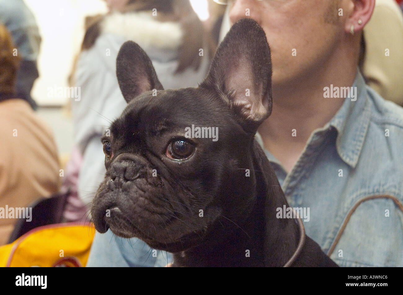 A French Bulldog waits to be judged at the annual two day dog show hosted  by the Irish Kennel Club Photo copyright Barry Cronin Stock Photo - Alamy