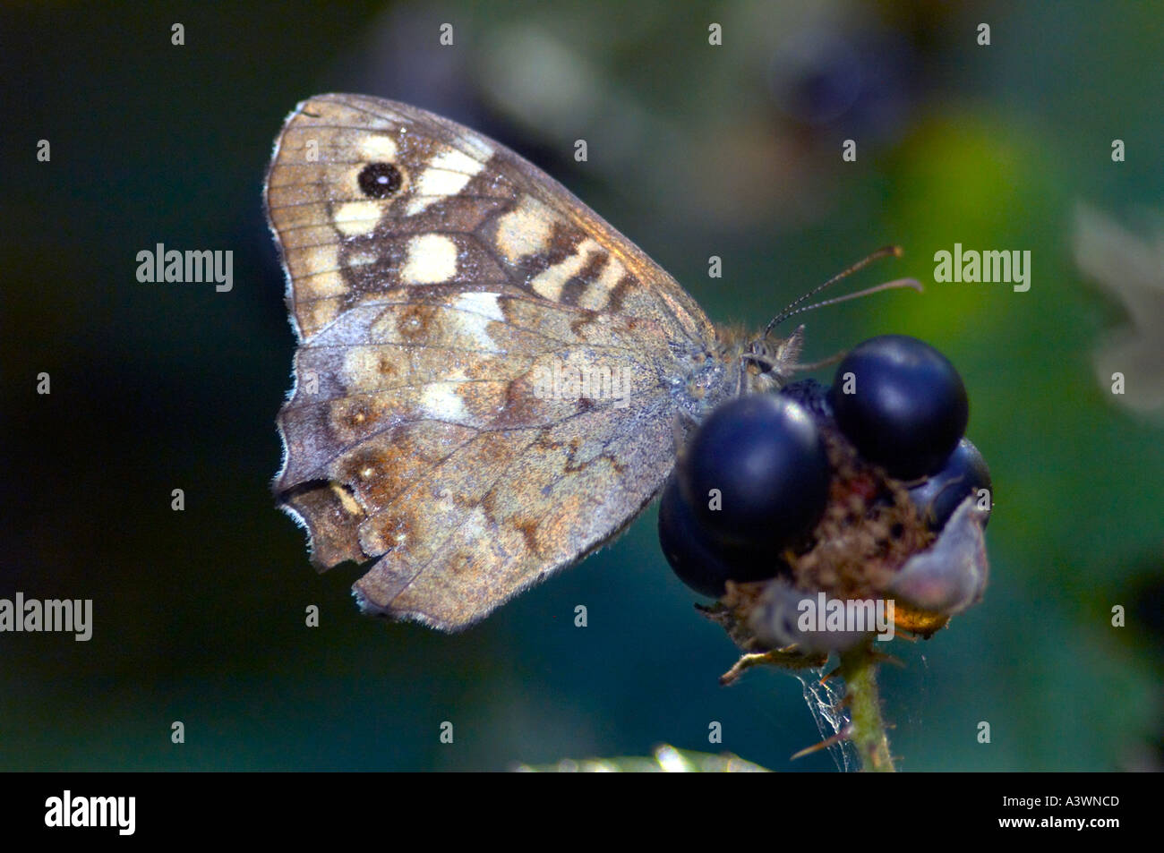 A Speckled Wood Pararge aegeria butterfly feeds on a fermenting blackberry in Epping Forest UK Stock Photo