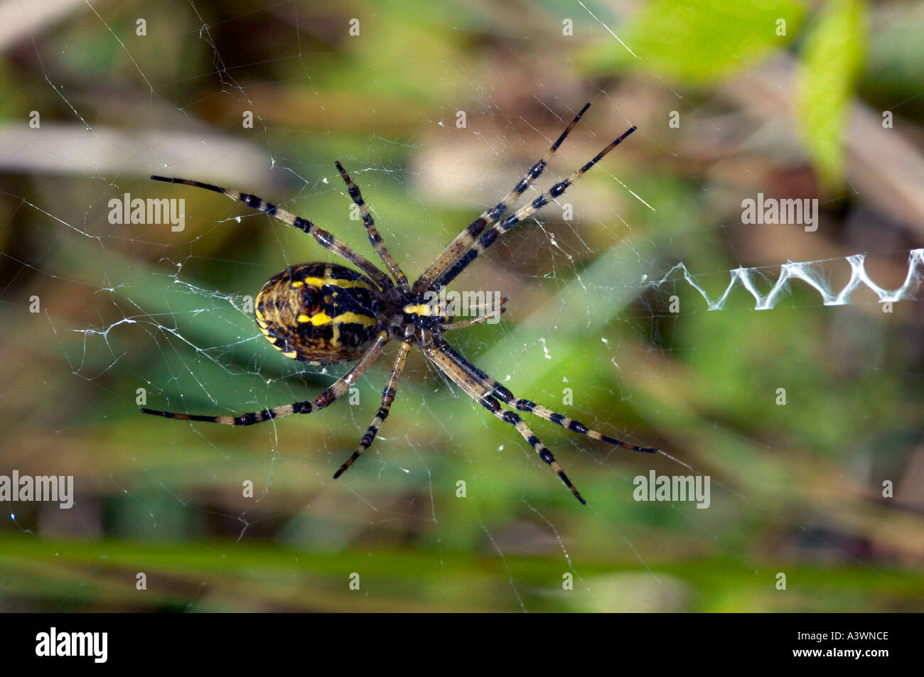 Spider Argiope Brunnicha: photo, characteristic Spider Argiope Brunnicha: photo, characteristic