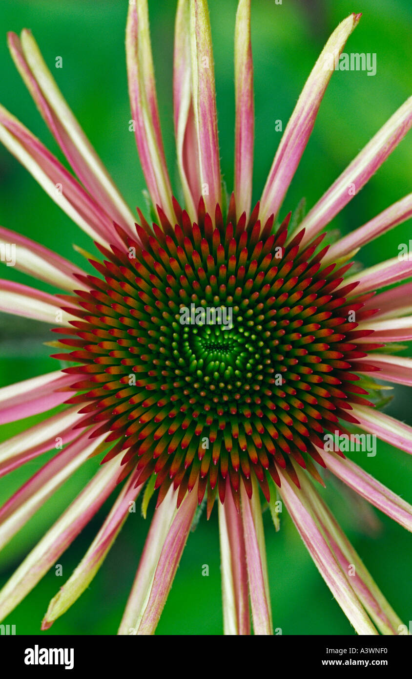 Close-up of the centre of Echinacea 'Kims Knee High' Stock Photo