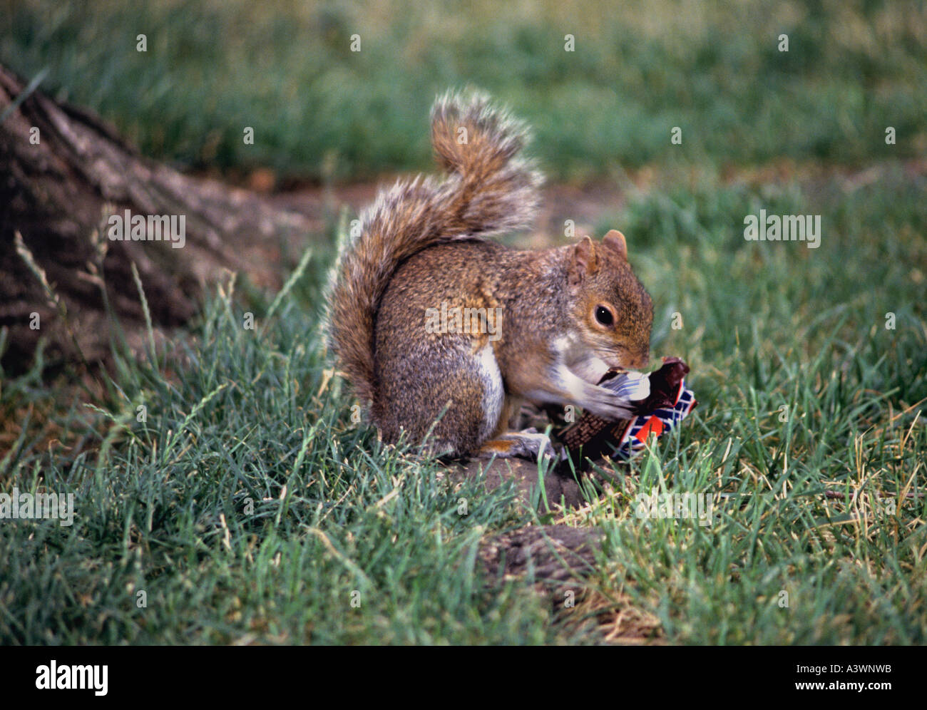 Squirrel With Chocolate Bar Wrapper Stock Photo Alamy