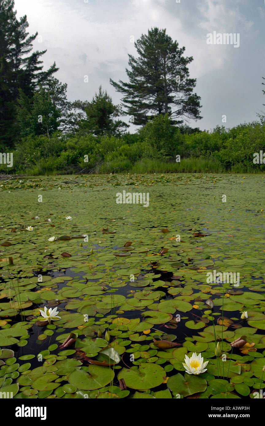 Bog in michigan upper peninsula hi-res stock photography and images - Alamy