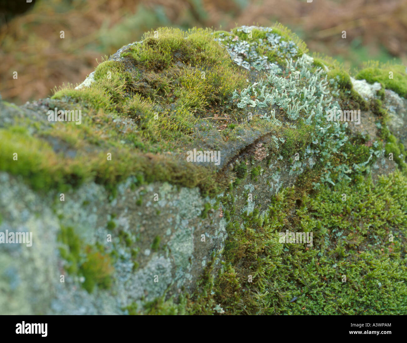 Mosses; Tortula muralis and Pleurozium, and lichen (Cladonia fimbriata) on millstone grit. Stock Photo