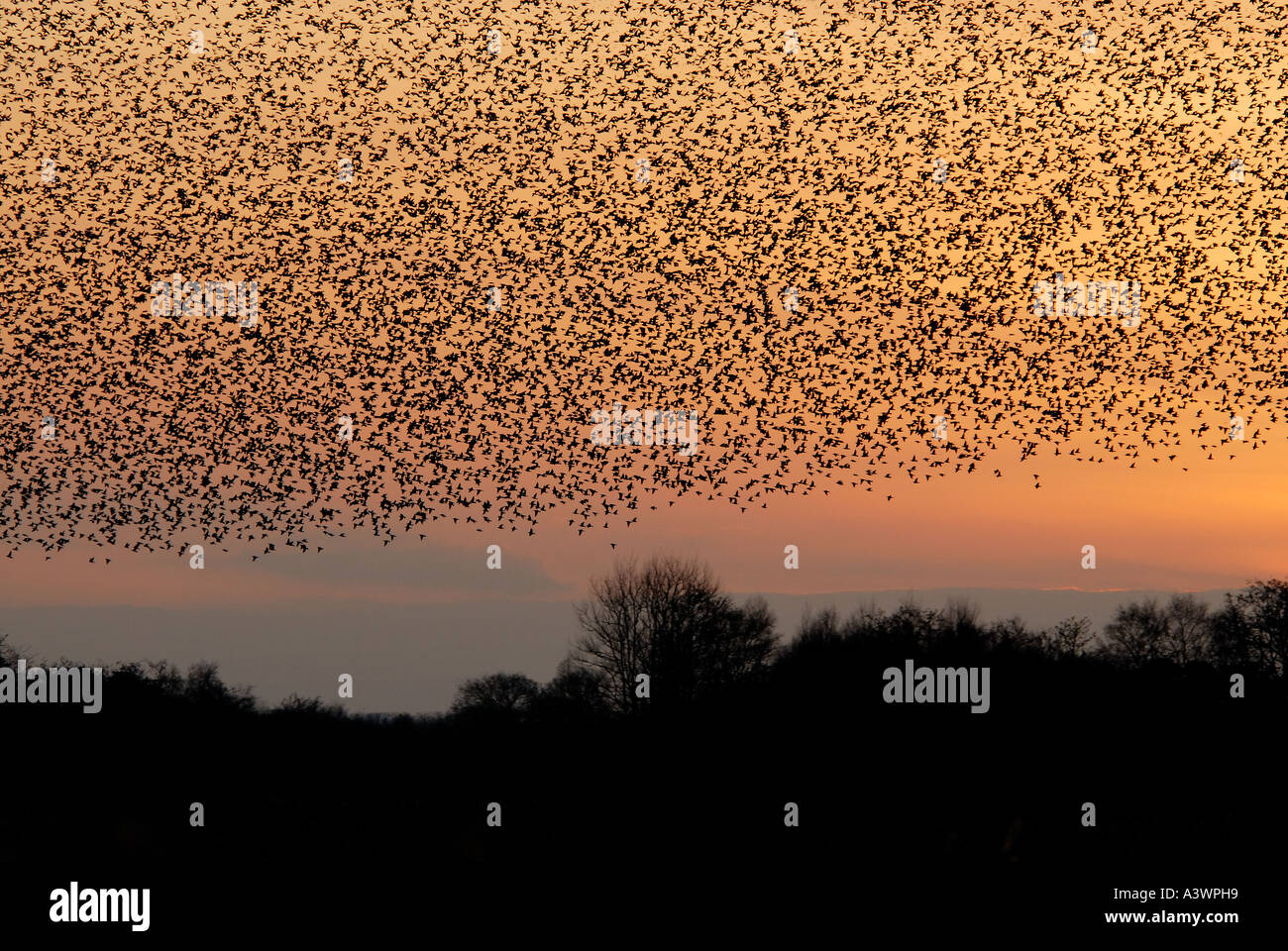 Starlings Sternus vulgaris flocking at sunset Westhay Nature Reserve Somerset UK Stock Photo